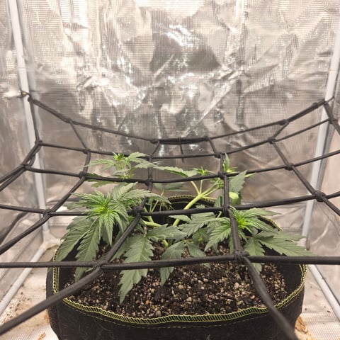 Purple Haze Auto — vegetative, day 32