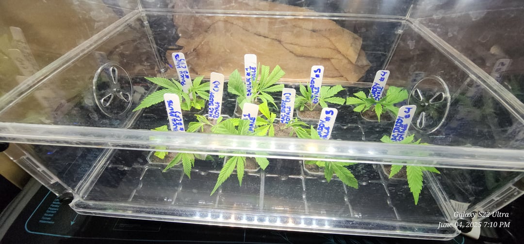 Clones in the chamber