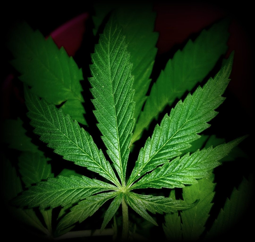SativaChik420