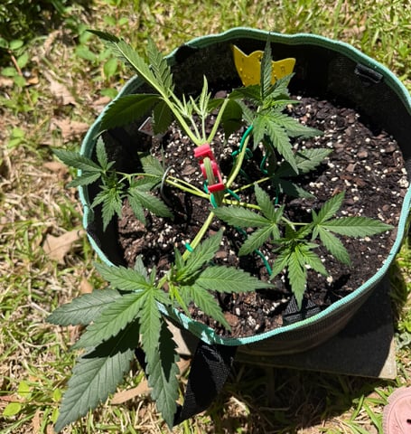 Indoor & Outdoor Grow 6 — vegetative, day 15