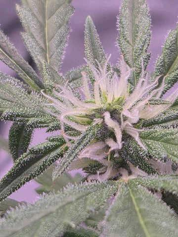 I'll get it right — flower, day 68