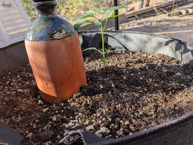 October Start — vegetative, day 28