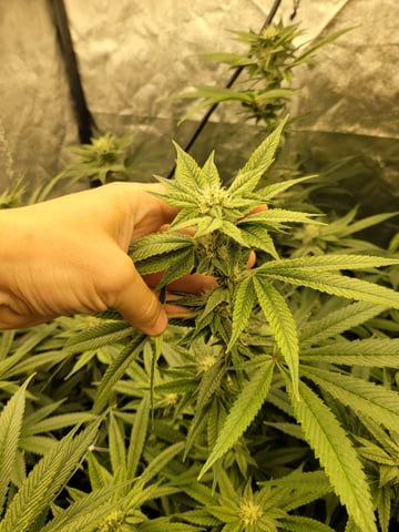 #3 — flower, day 52