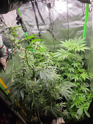 Special Kush#1 and Purple Queen Auto  — vegetative, day 53