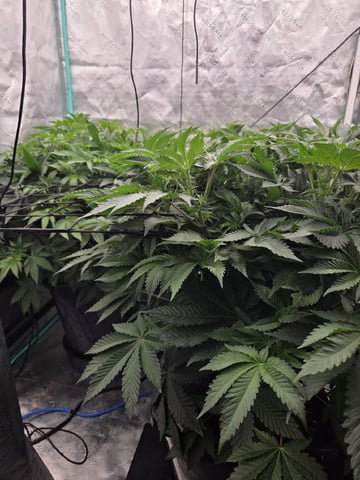 Relentless Genetics Trop Cherry S1 — vegetative, day 29
