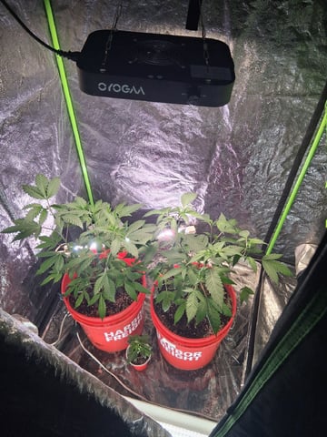 S&D  First Grow — vegetative, day 21
