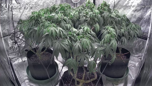 outdoor start/indoor 2025 — vegetative, day 136