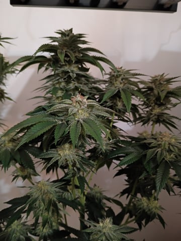 Lokie OG x Permanent Marker — flower, day 89