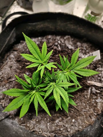 Hindu Kush — vegetative, day 44