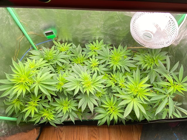 The White X Run Away Bride #3 — flower, day 51