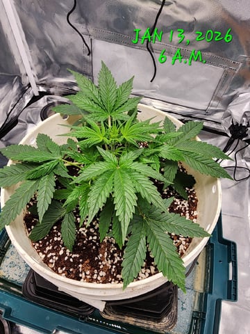 Dos Si Dos. Indica — vegetative, day 19