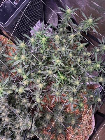 Round 1.5 — flower, day 80