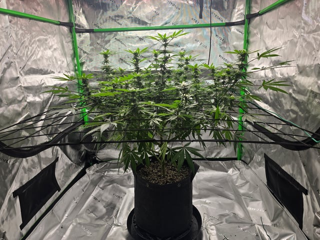 First grow — flower, day 76