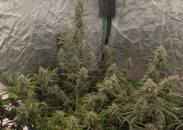 Perpetual Autoflower Mixed Grow #3 — flower, day 80