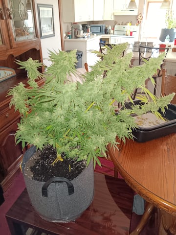 Indoor Closet Grow — flower, day 111