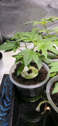 Girl Scout Cookies  — vegetative, day 32