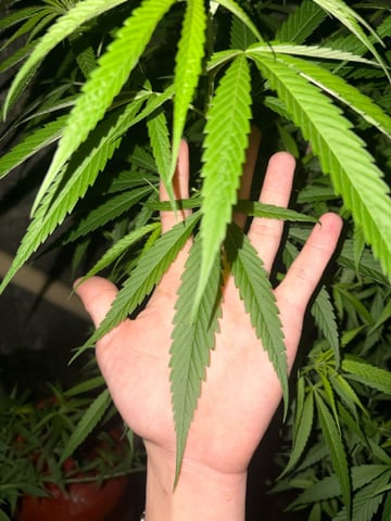 303 002 — vegetative, day 134