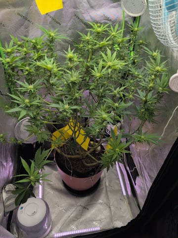 Golden Goat — flower, day 2