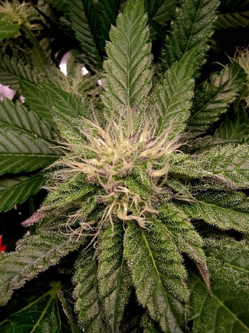 Divine Gelato 3 x Blue Zushi x 44 Photo — flower, day 74