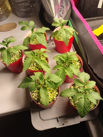 Mainely Genetics Micro Pheno Hunt — seedling_rooting, day 10