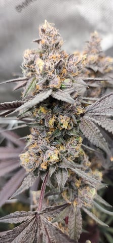 First clones (Dr nefario)  — flower, day 88