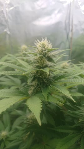 Closet grow  — flower, day 57