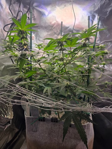 Looking for advice! — flower, day 66