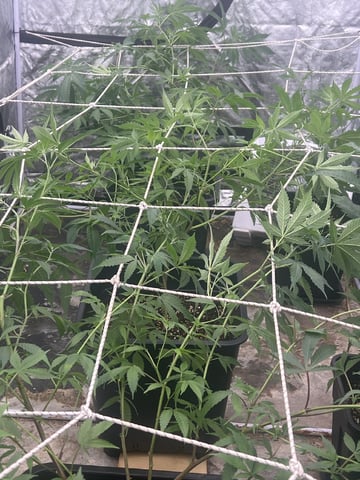 3rd gen clone — flower, day 1