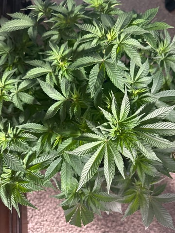 Grow#2 — flower, day 43