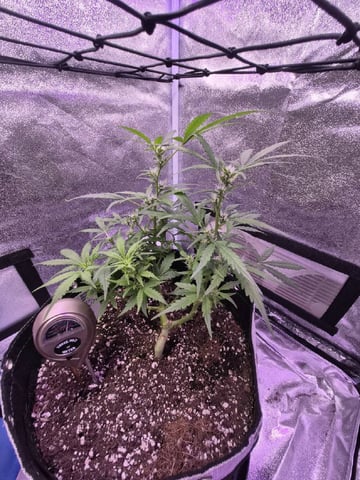 I'll get it right — flower, day 62