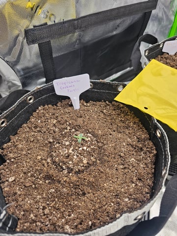 first grow — seedling_rooting, day 6