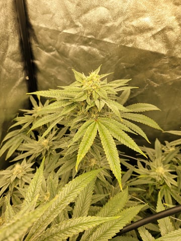 #3 — flower, day 65