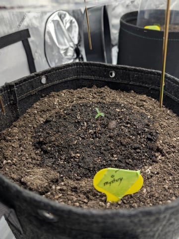 Grow #4 — seedling_rooting, day 7