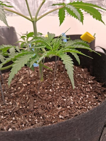 Seedman mix auto & seedman mix auto & GodFather OG — vegetative, day 26