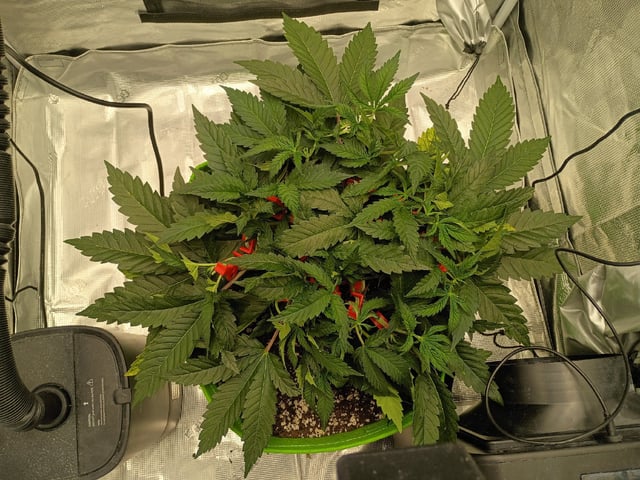 FastBuds Photo-Lemon Mandarin  — vegetative, day 51