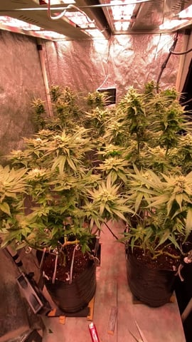 75x60  x 4 Gens — flower, day 62