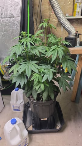 2nd Grow Sesh — flower, day 64