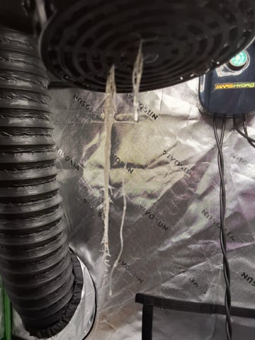 STELLA — vegetative, day 38