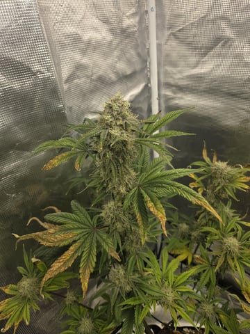 Autoflower NIGHT OWL — flower, day 21