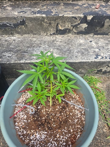 Green Gelato Auto — vegetative, day 32