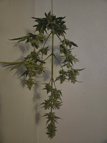 2nd Grow 3x5 tent — flower, day 71