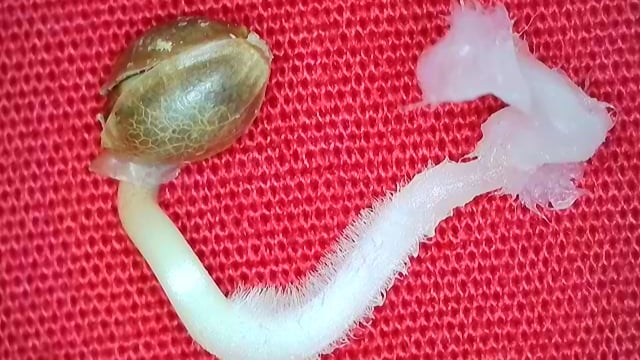 Girl Scout Cookies  — germination, day 4