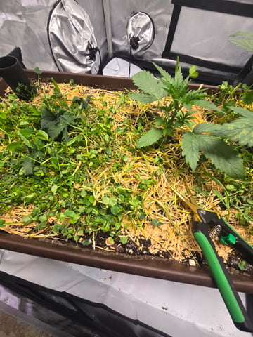 White rhino — vegetative, day 15