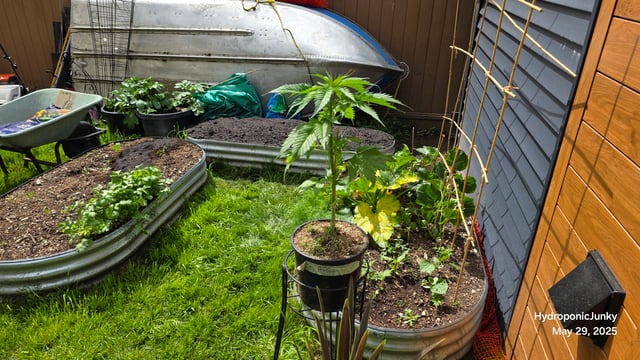 Canadian Summer Outdoor — vegetative, day 16
