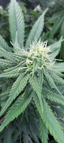 Hawaiian Haze  — flower, day 112