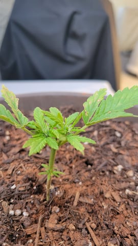 first grow — vegetative, day 29