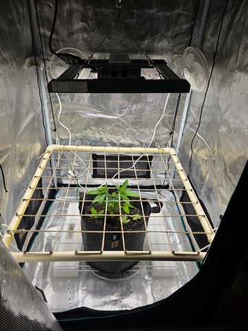 First try — vegetative, day 45