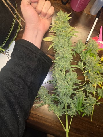 2nd Autoflower Indoor Grow — flower, day 106