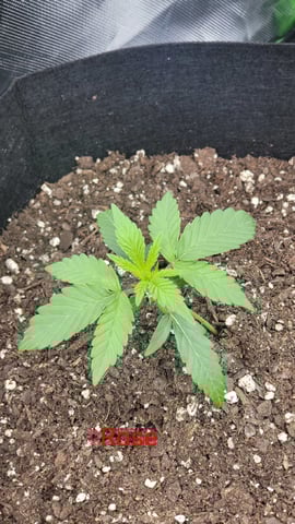 First attempt at planting some seeds — vegetative, day 35