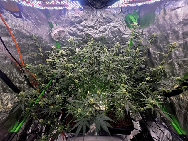 Funk Mountain 2 — flower, day 41